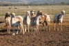 7+6X MEATMASTER OOI/EWE FLOCK (PAY PER PIECE TO TAKE THE LOT)