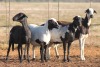 4+3X MEATMASTER OOI/EWE FLOCK (PAY PER PIECE TO TAKE THE LOT)