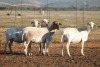 4+2X MEATMASTER OOI/EWE FLOCK (PAY PER PIECE TO TAKE THE LOT)