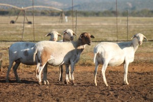 4+2X MEATMASTER OOI/EWE FLOCK (PAY PER PIECE TO TAKE THE LOT)