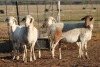 4+2X MEATMASTER OOI/EWE FLOCK (PAY PER PIECE TO TAKE THE LOT) - 2