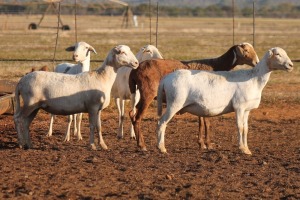 5+4X MEATMASTER OOI/EWE FLOCK (PAY PER PIECE TO TAKE THE LOT)