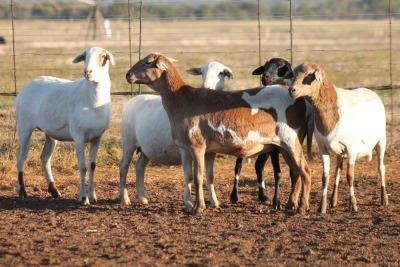 5+1X MEATMASTER OOI/EWE FLOCK (PAY PER PIECE TO TAKE THE LOT)