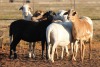 5+1X MEATMASTER OOI/EWE FLOCK (PAY PER PIECE TO TAKE THE LOT) - 2