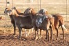 5+1X MEATMASTER OOI/EWE FLOCK (PAY PER PIECE TO TAKE THE LOT)