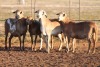 5+1X MEATMASTER OOI/EWE FLOCK (PAY PER PIECE TO TAKE THE LOT) - 2