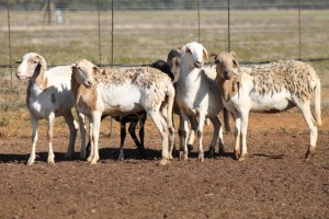 6X MEATMASTER OOI/EWE FLOCK (PAY PER PIECE TO TAKE THE LOT)