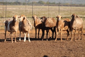 5X MEATMASTER OOI/EWE FLOCK (PAY PER PIECE TO TAKE THE LOT)