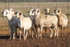 8X MEATMASTER OOI/EWE FLOCK (PAY PER PIECE TO TAKE THE LOT)