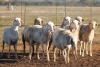 8X MEATMASTER OOI/EWE FLOCK (PAY PER PIECE TO TAKE THE LOT) - 2