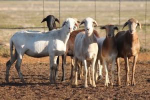 5X MEATMASTER OOI/EWE FLOCK (PAY PER PIECE TO TAKE THE LOT)