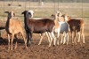 5X MEATMASTER OOI/EWE FLOCK (PAY PER PIECE TO TAKE THE LOT) - 2