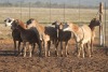 7X MEATMASTER OOI/EWE FLOCK (PAY PER PIECE TO TAKE THE LOT)