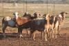 7X MEATMASTER OOI/EWE FLOCK (PAY PER PIECE TO TAKE THE LOT) - 2