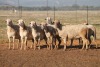 7X MEATMASTER OOI/EWE FLOCK (PAY PER PIECE TO TAKE THE LOT)