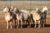 7X MEATMASTER OOI/EWE FLOCK (PAY PER PIECE TO TAKE THE LOT) - 2