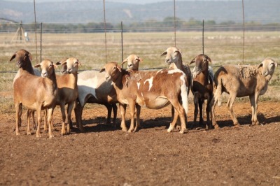 9X MEATMASTER OOI/EWE FLOCK (PAY PER PIECE TO TAKE THE LOT)