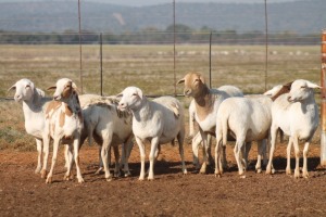 8X MEATMASTER OOI/EWE FLOCK (PAY PER PIECE TO TAKE THE LOT)