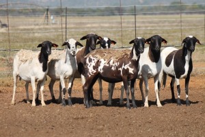 7X MEATMASTER OOI/EWE FLOCK (PAY PER PIECE TO TAKE THE LOT)