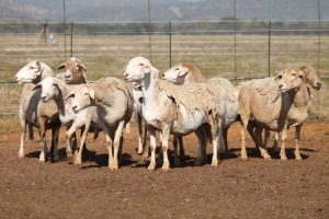 10X MEATMASTER OOI/EWE FLOCK (PAY PER PIECE TO TAKE THE LOT)