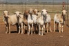 9X MEATMASTER OOI/EWE FLOCK (PAY PER PIECE TO TAKE THE LOT)