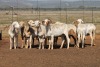 9X MEATMASTER OOI/EWE FLOCK (PAY PER PIECE TO TAKE THE LOT) - 2