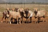 10X MEATMASTER OOI/EWE FLOCK (PAY PER PIECE TO TAKE THE LOT)