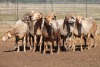 10X MEATMASTER OOI/EWE FLOCK (PAY PER PIECE TO TAKE THE LOT) - 2