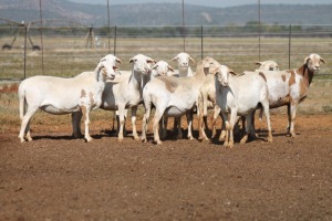 9X MEATMASTER OOI/EWE FLOCK (PAY PER PIECE TO TAKE THE LOT)