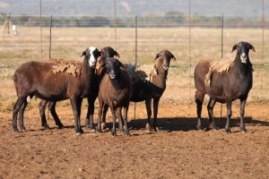 5X MEATMASTER OOI/EWE FLOCK (PAY PER PIECE TO TAKE THE LOT)