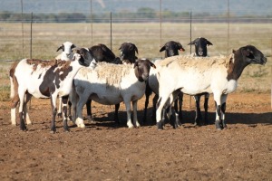 8X MEATMASTER OOI/EWE FLOCK (PAY PER PIECE TO TAKE THE LOT)