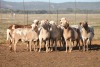 9X MEATMASTER OOI/EWE FLOCK (PAY PER PIECE TO TAKE THE LOT)