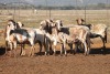 10X MEATMASTER OOI/EWE FLOCK (PAY PER PIECE TO TAKE THE LOT)