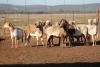 10X MEATMASTER OOI/EWE FLOCK (PAY PER PIECE TO TAKE THE LOT) - 2