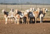 10X MEATMASTER OOI/EWE FLOCK (PAY PER PIECE TO TAKE THE LOT)