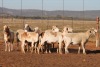 10X MEATMASTER OOI/EWE FLOCK (PAY PER PIECE TO TAKE THE LOT) - 2