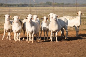 9X MEATMASTER OOI/EWE FLOCK (PAY PER PIECE TO TAKE THE LOT)