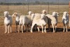 9X MEATMASTER OOI/EWE FLOCK (PAY PER PIECE TO TAKE THE LOT) - 2