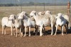 10X MEATMASTER OOI/EWE FLOCK (PAY PER PIECE TO TAKE THE LOT)