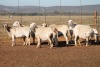 10X MEATMASTER OOI/EWE FLOCK (PAY PER PIECE TO TAKE THE LOT) - 2