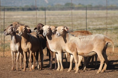 10X MEATMASTER OOI/EWE FLOCK (PAY PER PIECE TO TAKE THE LOT)