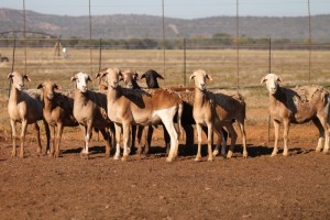 9X MEATMASTER OOI/EWE FLOCK (PAY PER PIECE TO TAKE THE LOT)