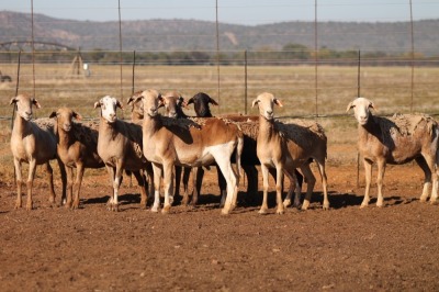 9X MEATMASTER OOI/EWE FLOCK (PAY PER PIECE TO TAKE THE LOT)