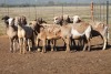 9X MEATMASTER OOI/EWE FLOCK (PAY PER PIECE TO TAKE THE LOT) - 2