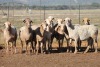 10X MEATMASTER OOI/EWE FLOCK (PAY PER PIECE TO TAKE THE LOT)