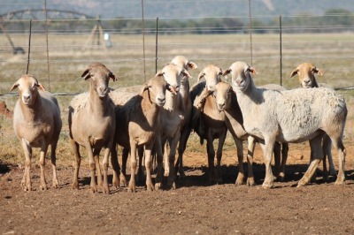 10X MEATMASTER OOI/EWE FLOCK (PAY PER PIECE TO TAKE THE LOT)