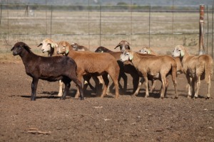 12X MEATMASTER OOI/EWE FLOCK (PAY PER PIECE TO TAKE THE LOT)