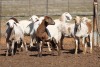 9X MEATMASTER OOI/EWE FLOCK (PAY PER PIECE TO TAKE THE LOT) - 2