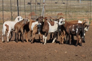 10X MEATMASTER OOI/EWE FLOCK (PAY PER PIECE TO TAKE THE LOT)
