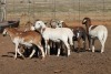 10X MEATMASTER OOI/EWE FLOCK (PAY PER PIECE TO TAKE THE LOT) - 2